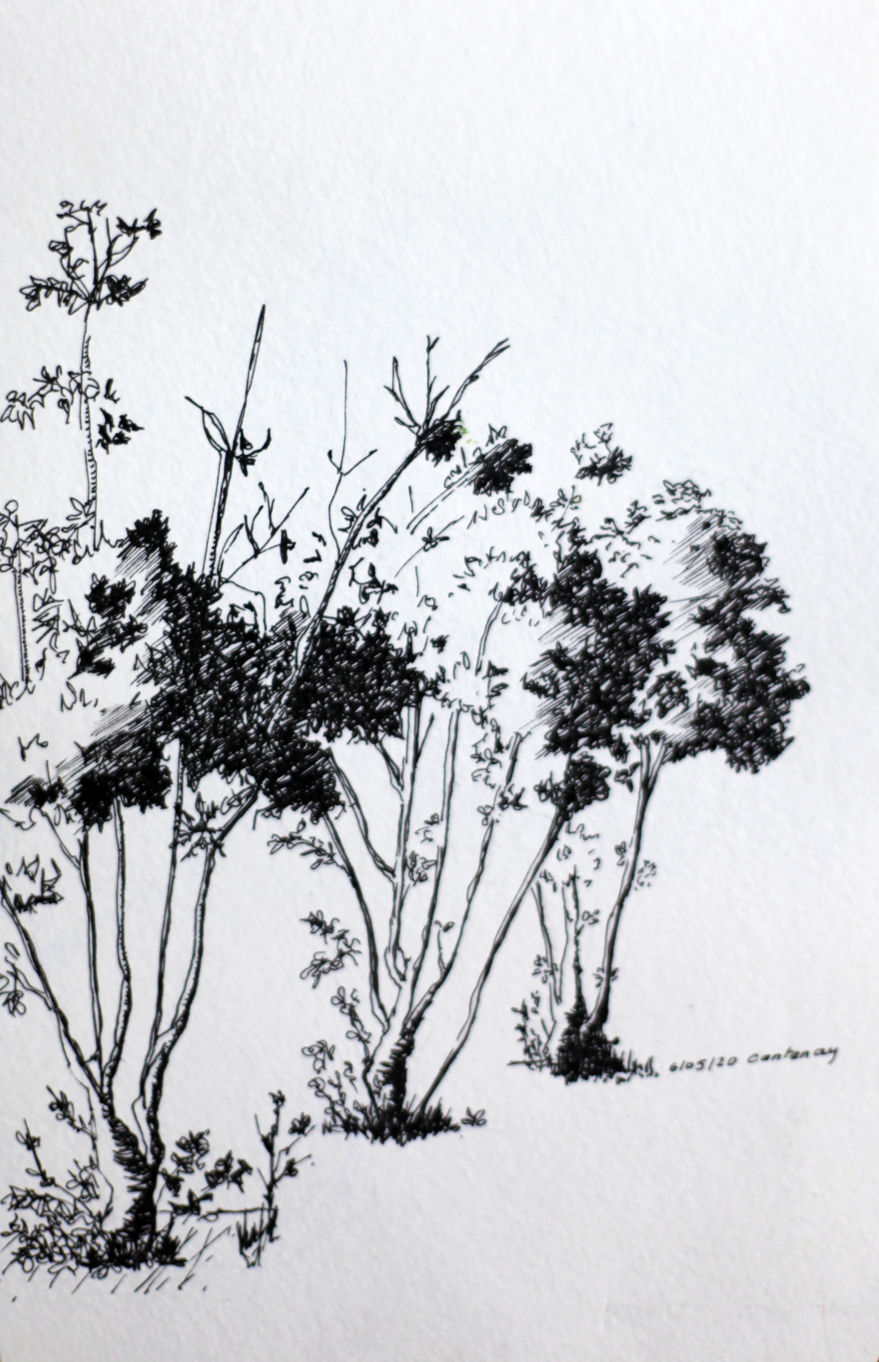 Les arbres en noir et blanc
