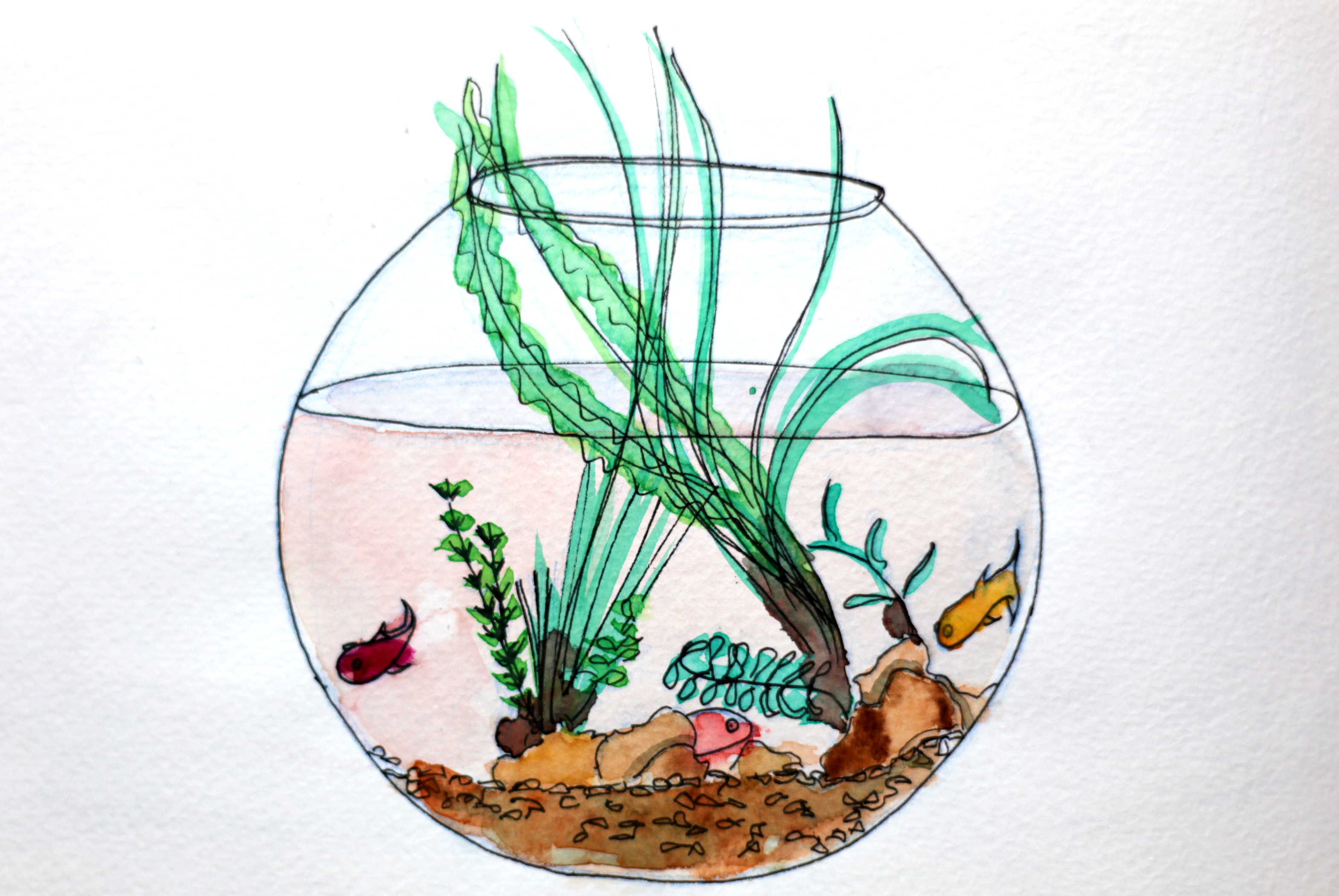 Les poissons rouges