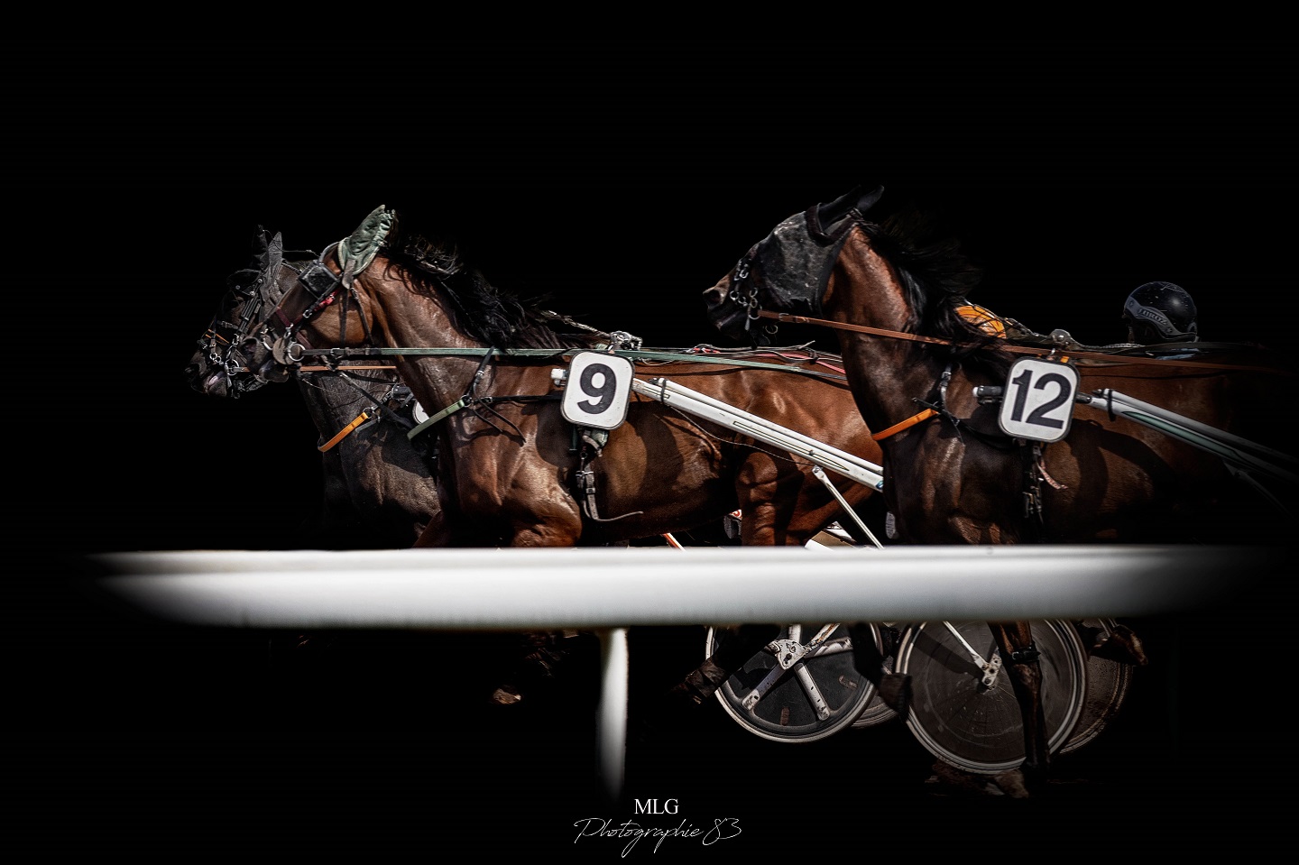 Photographe equestre 83 var mlg photographie 83