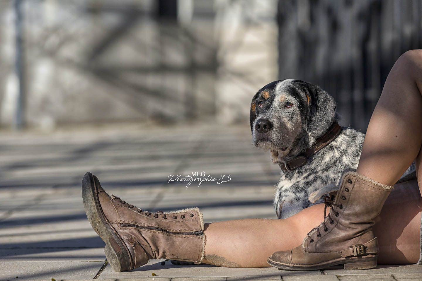 Photographe canin var 83 mlg photographie 83