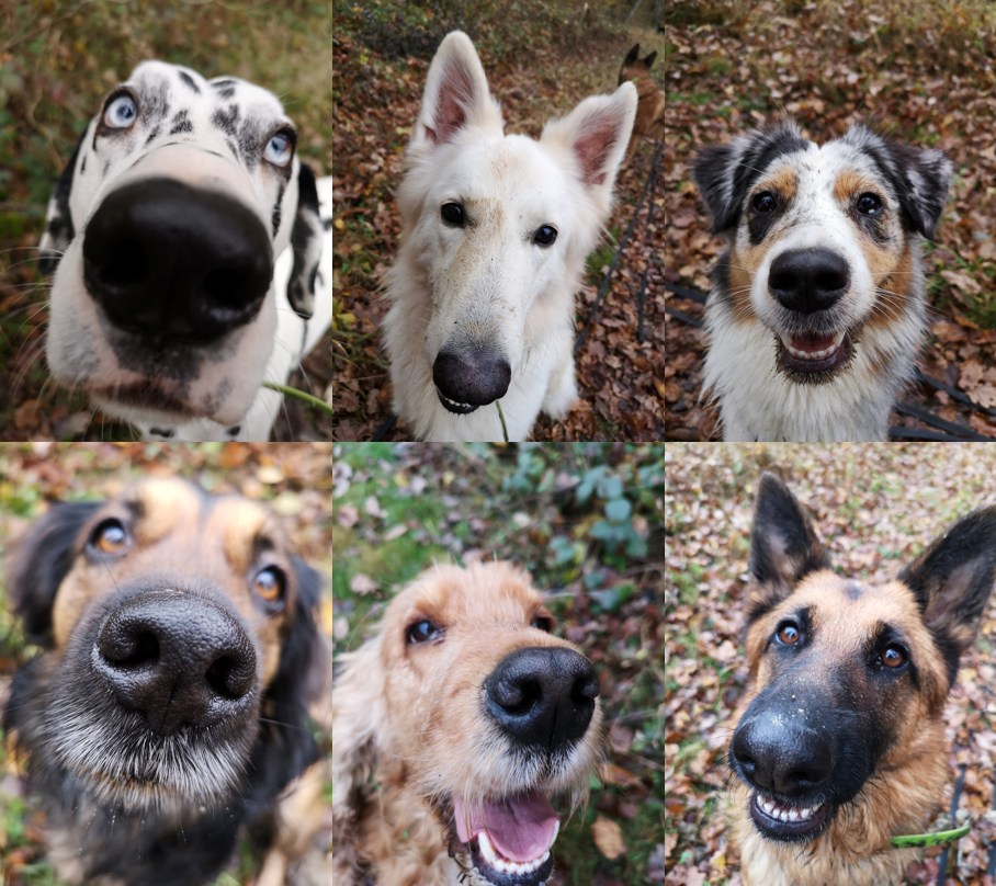 Les conséquences de la stérilisation chez le chien - Bilan 2021 sur appuis scientifiques