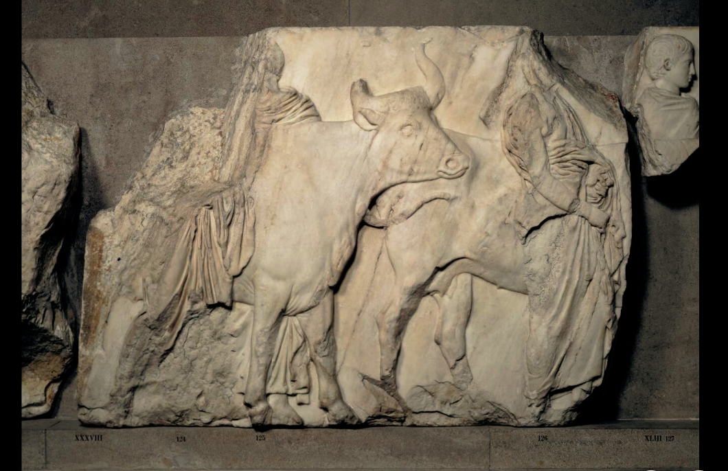 Frise-du-Parthenon-les-vaches-de-sacrifice-amenees-sur-l-Acropole-lors-de-la-Procession