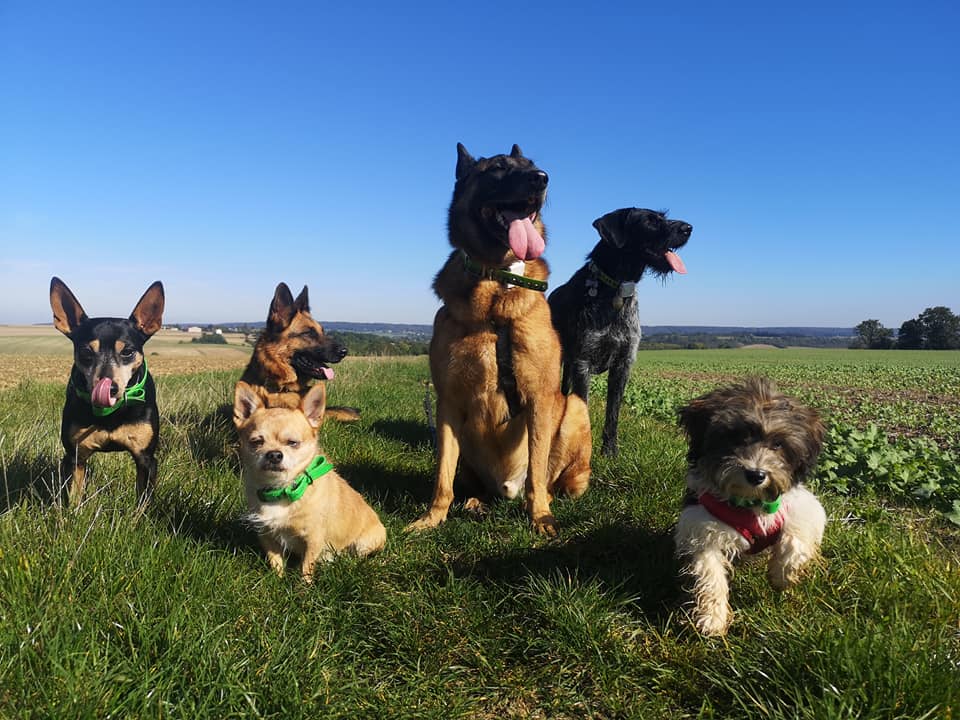 Balade collective chien promenade socialisation education positive clicker training equilbre canin apprentissage obeissance dressage valeriec cantaloube comportementaliste 5