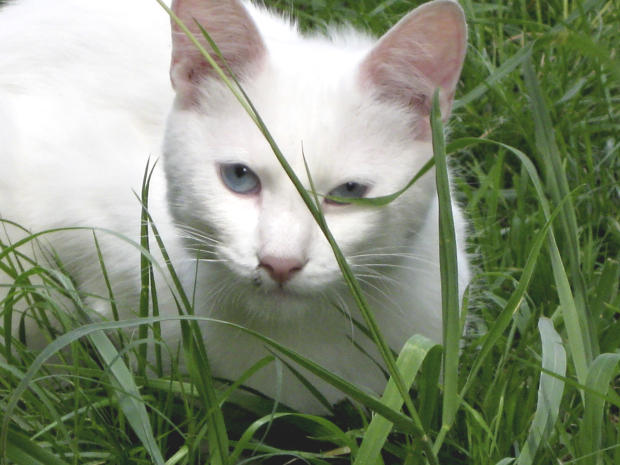 Chat dans la verdure1