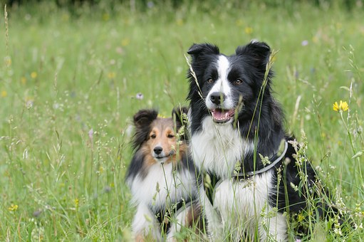 Border collie 1156818  340