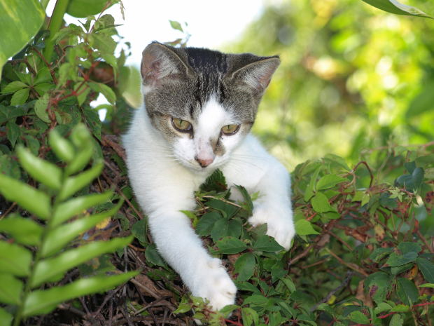 Chat dans la verdure