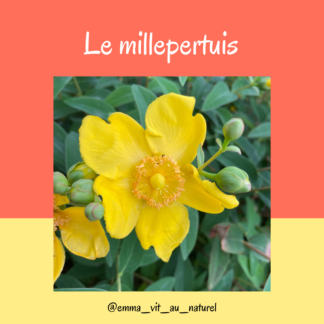 Millepertuis 🌼