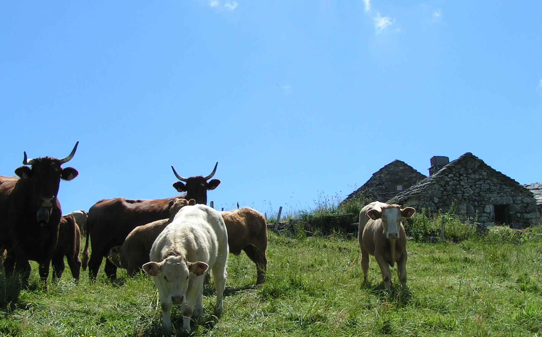 Fv vaches et buron