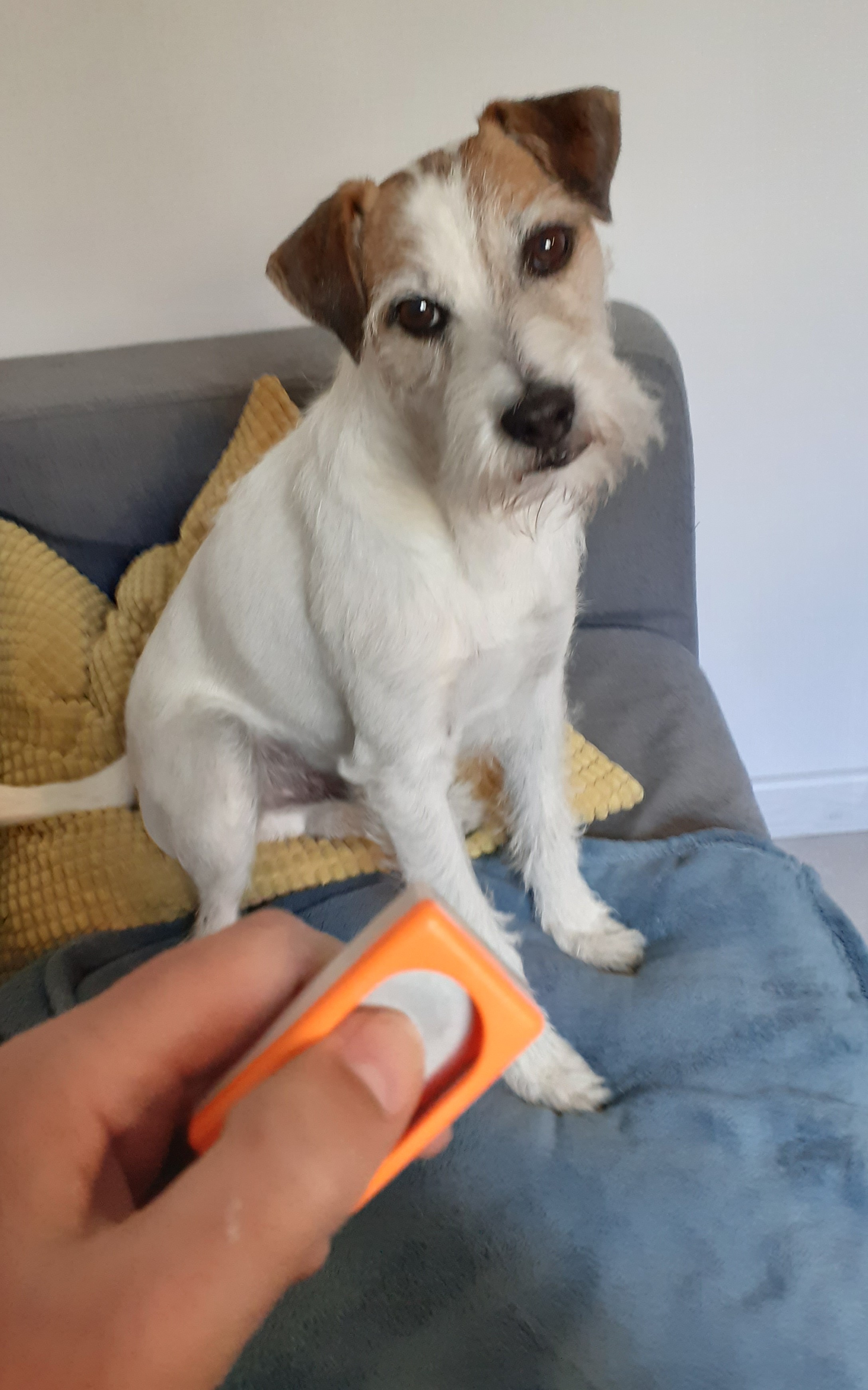 Clicker training chien chat apprentissage education desensibilisation valerie cantaloube comportementaliste