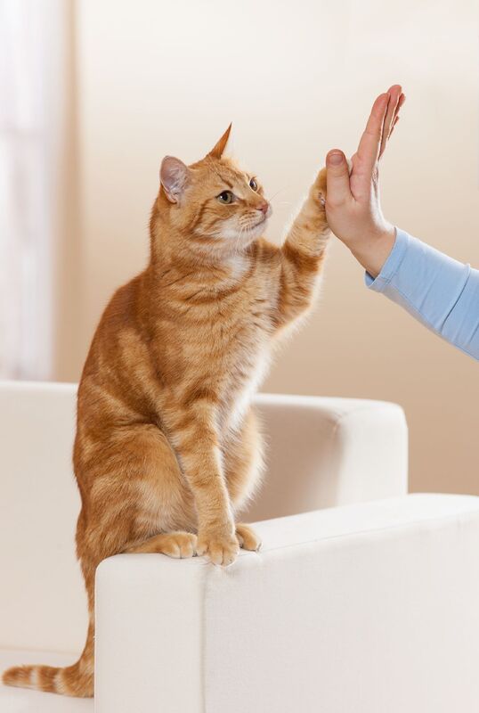 Clicker chat apprentissage chat reeducation comportement desensibilisation