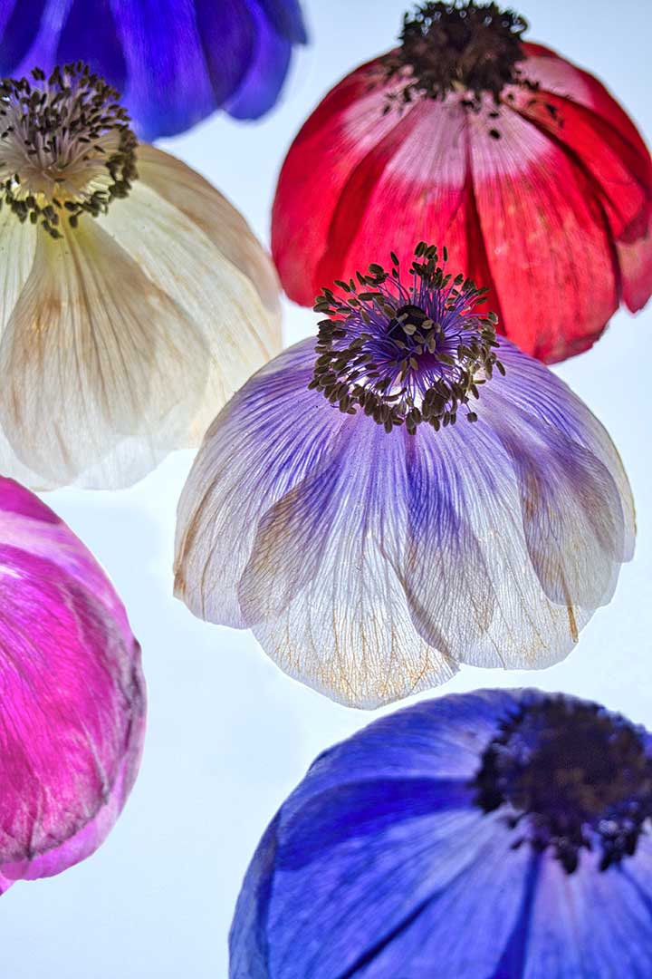 Anemones