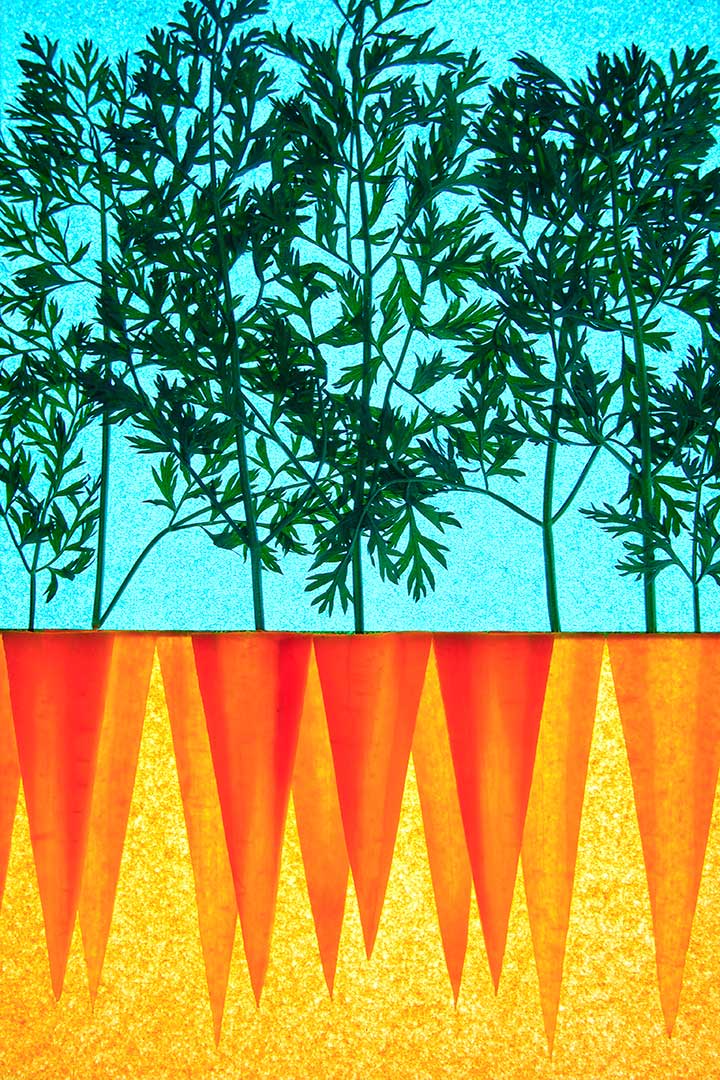 Carottes