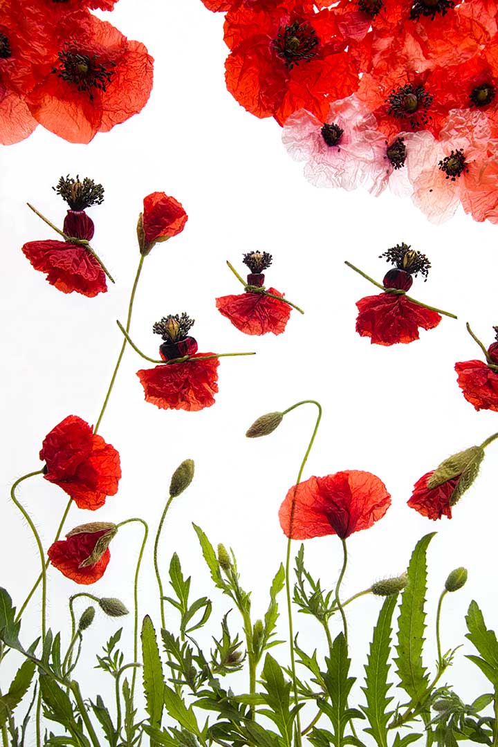 Coquelicots poupees