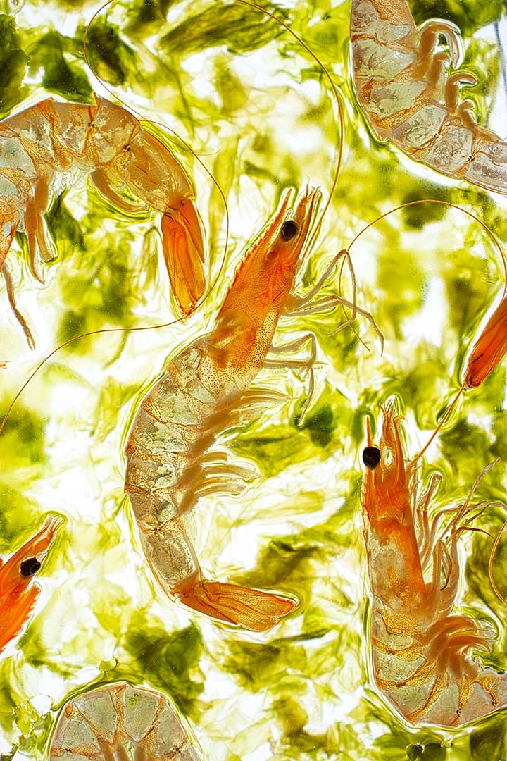 Crevettes