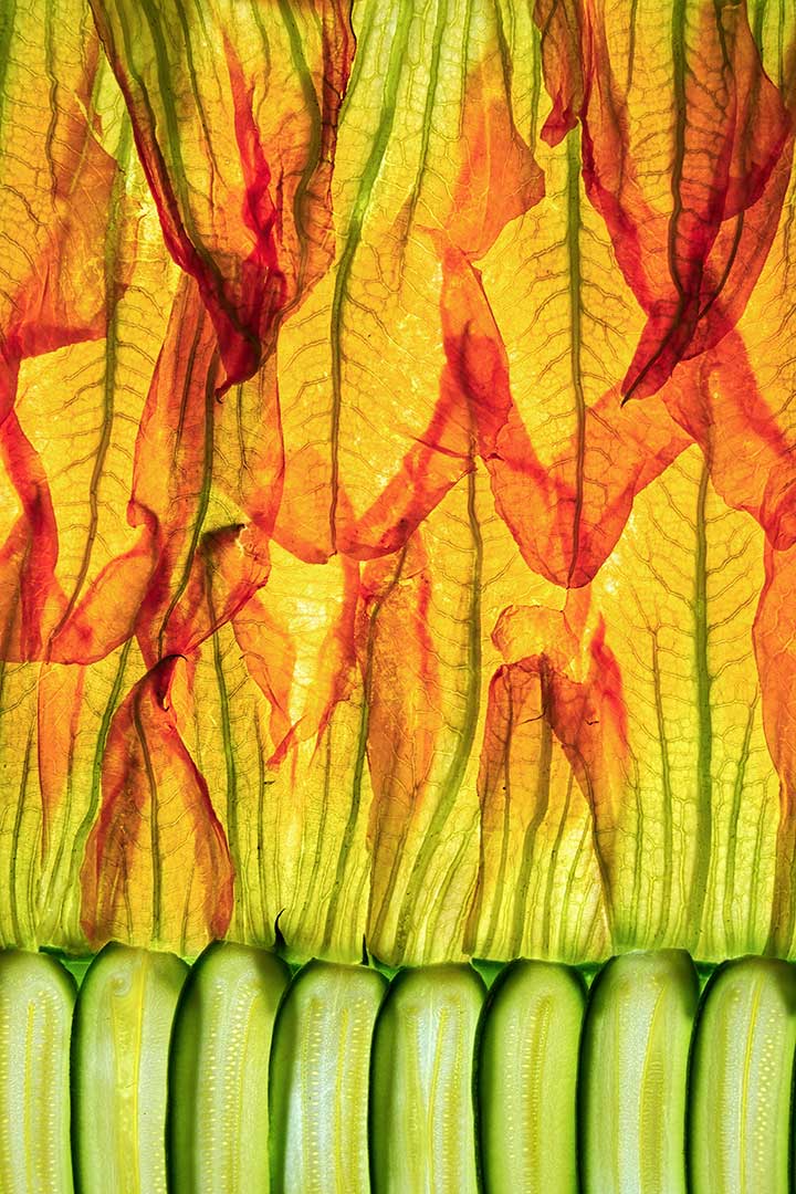 Fleurs courgettes