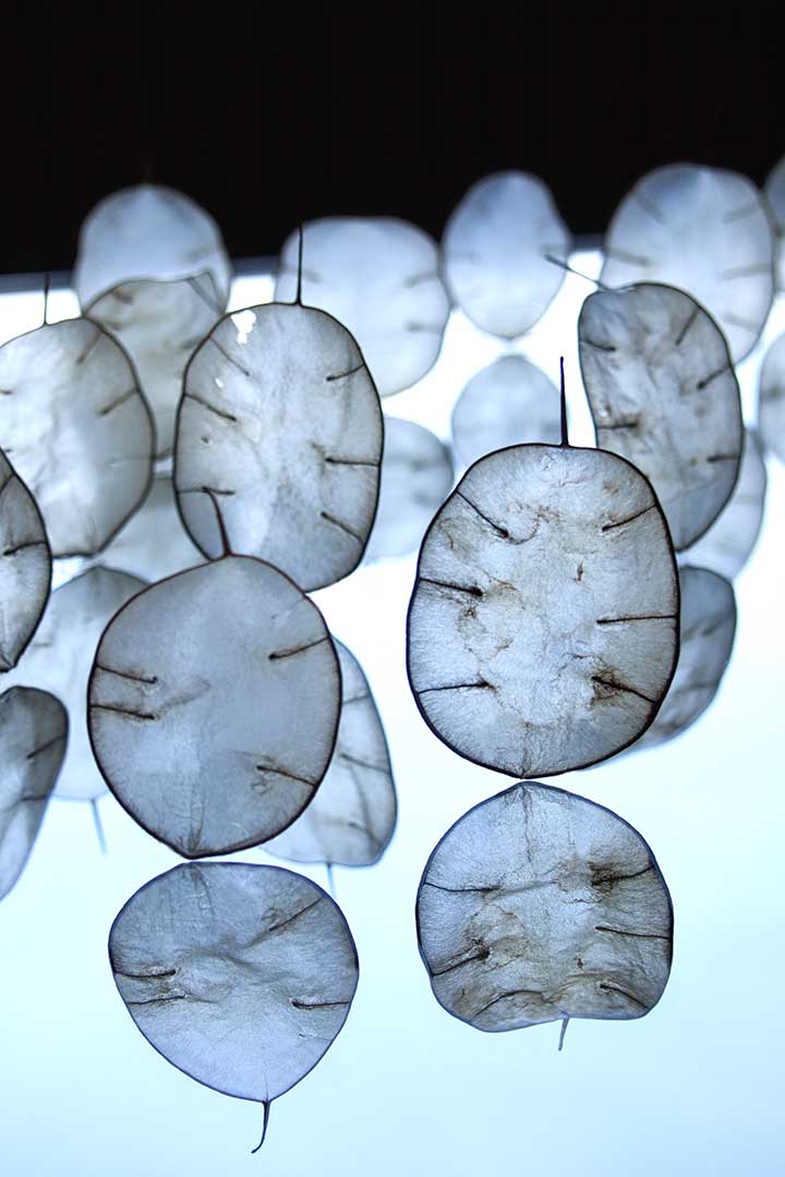 Monnaies pape miroir