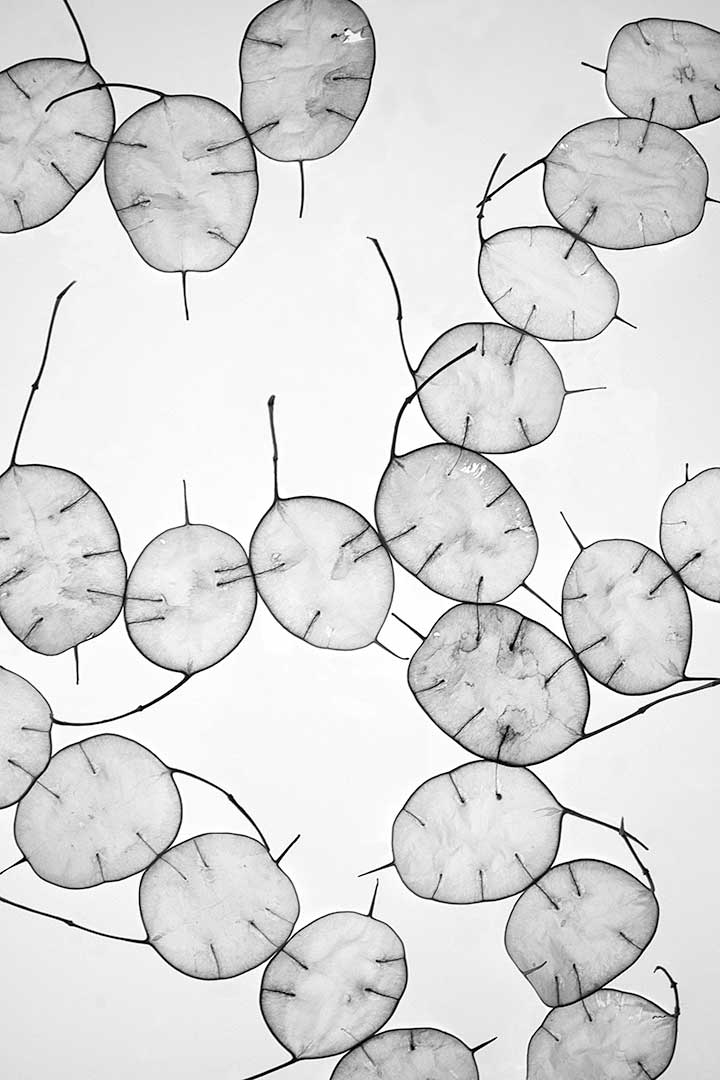 Monnaies pape noir blanc