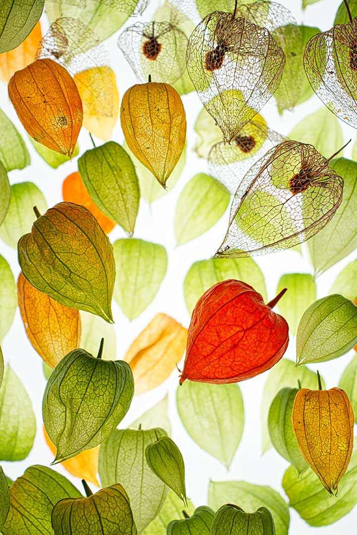 Physalis ext