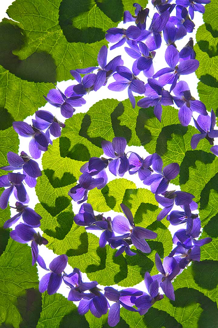 Violettes