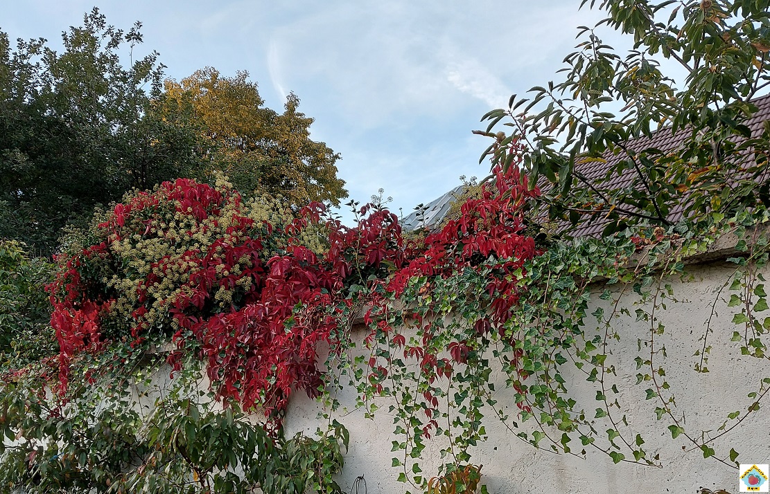 les murs à pêches de Bagnolet