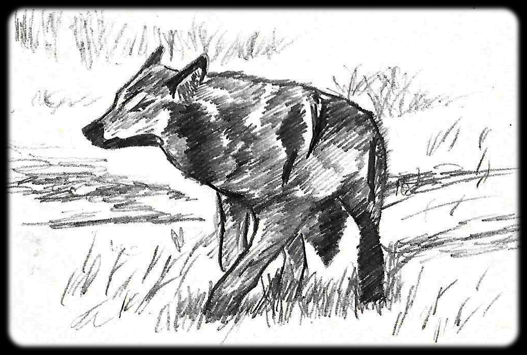 Canus-lupus-couverture