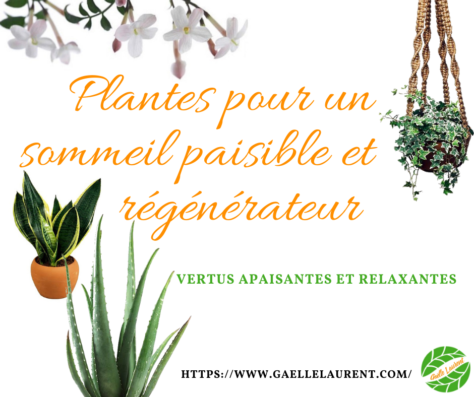 Plantes pour un sommeil paisible