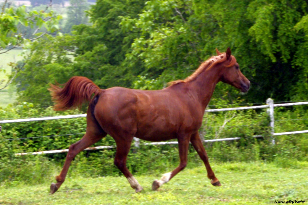 Alesia