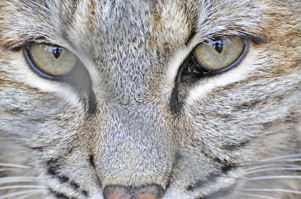 Communiquer avec son chat juste en plissant les yeux