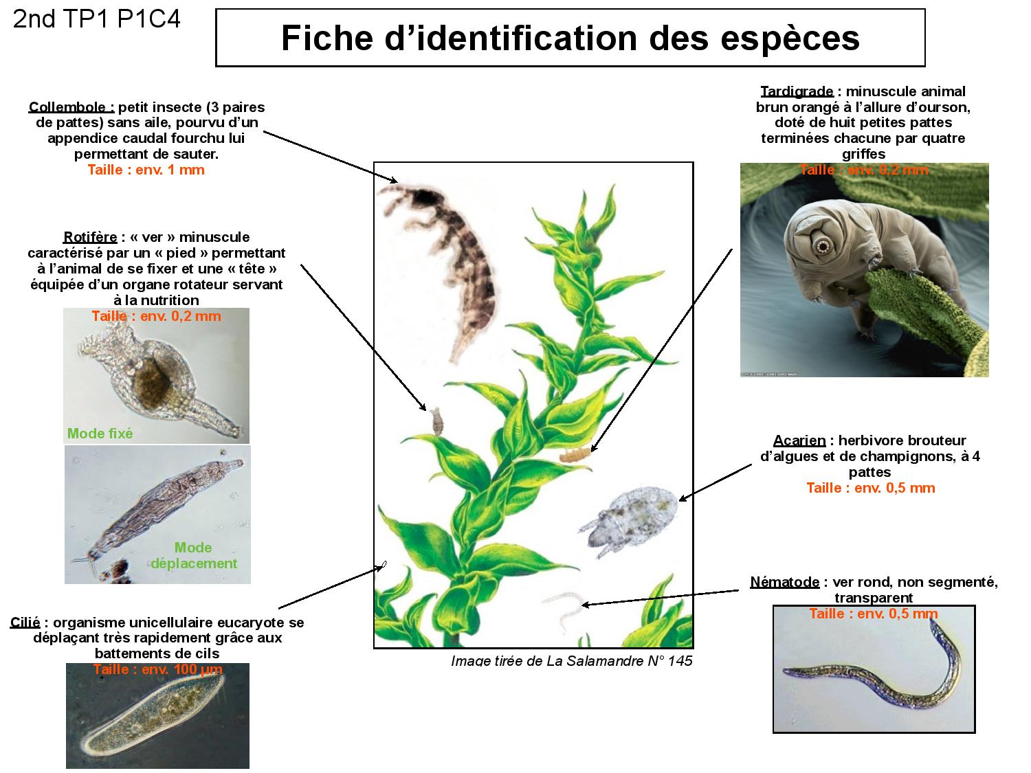 2nd-P1C4-TP1-Mousse-FicheIdentification-page-001