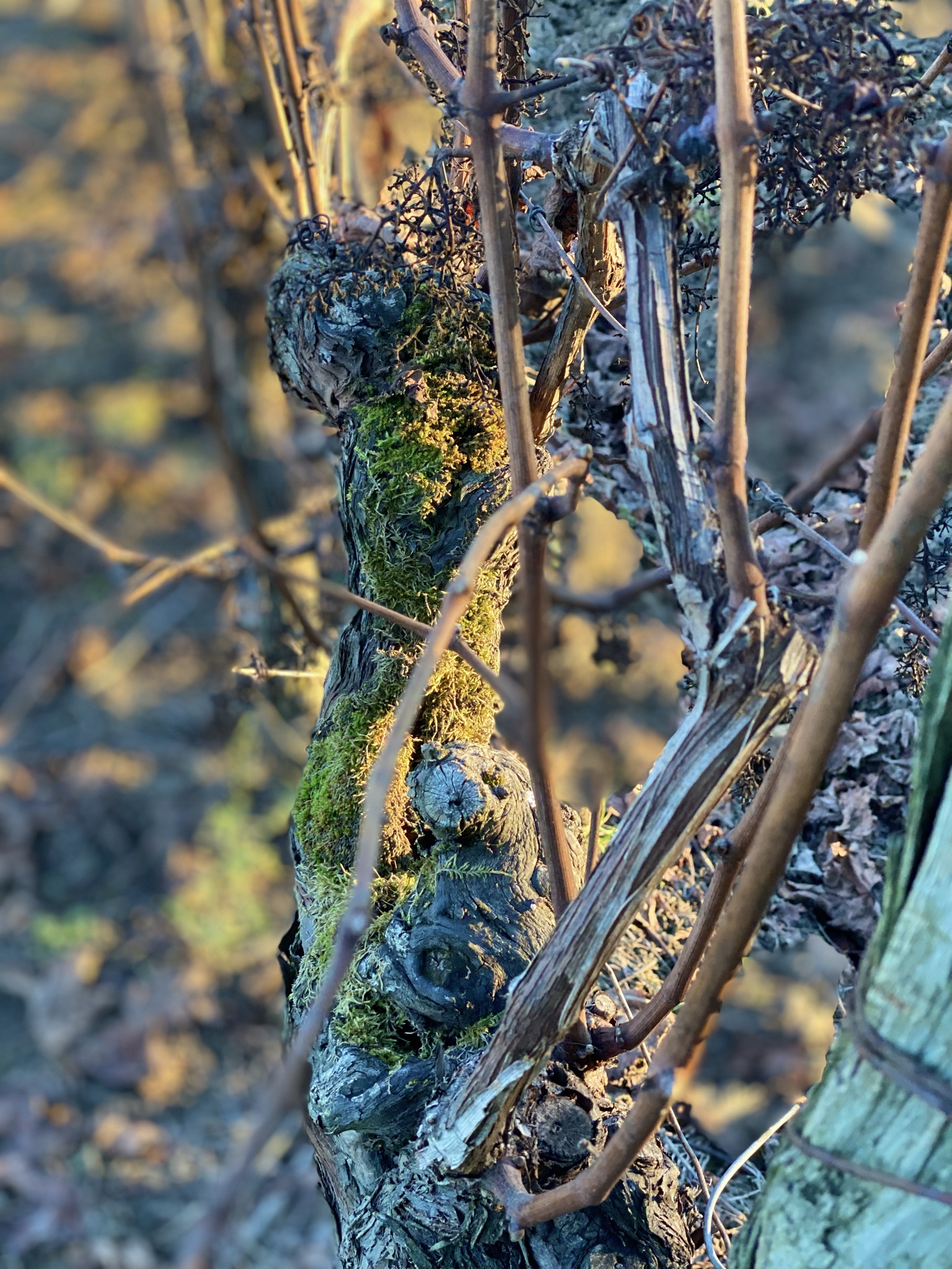 La Taille de nos vignes