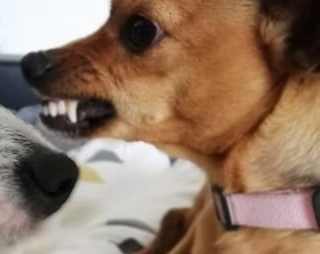 Vrai ou faux ? Lien de causalité entre la race d'un chien et le comportement agressif