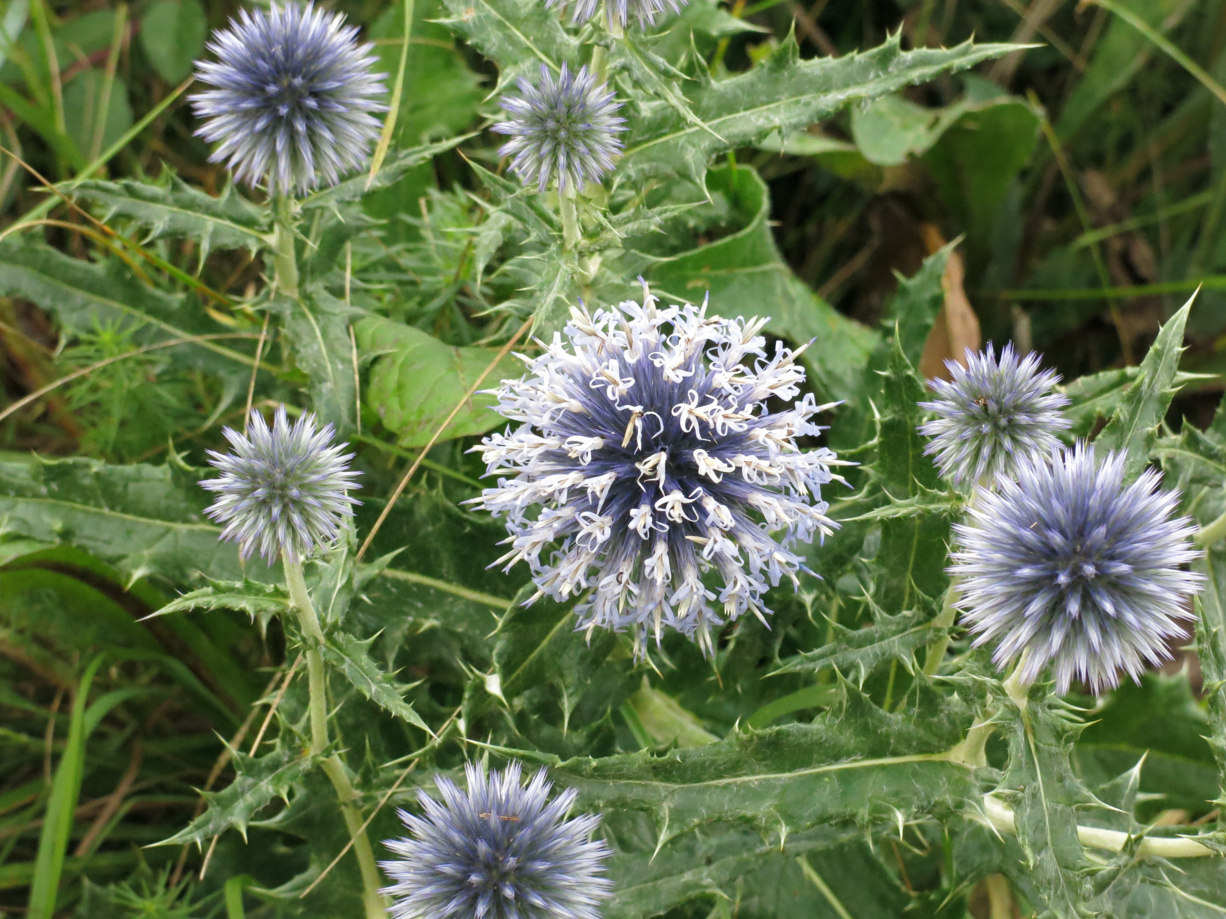 Chardons bleus de ponet
