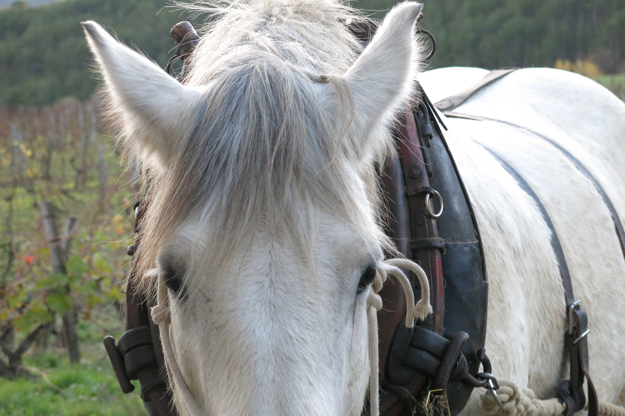 Rafale cheval de trait au domaine les genets