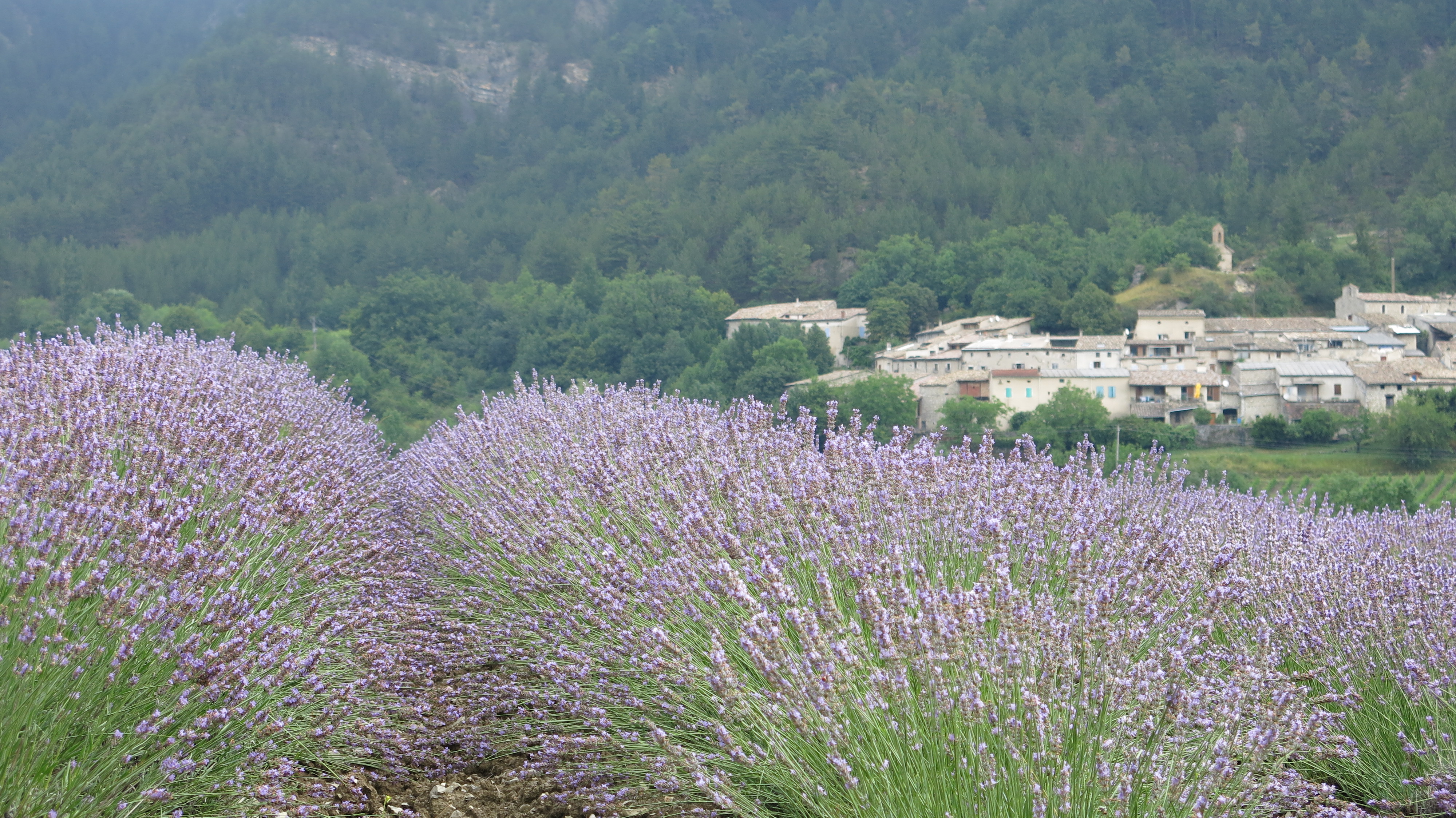 Lavandin vue sur la village de ponet