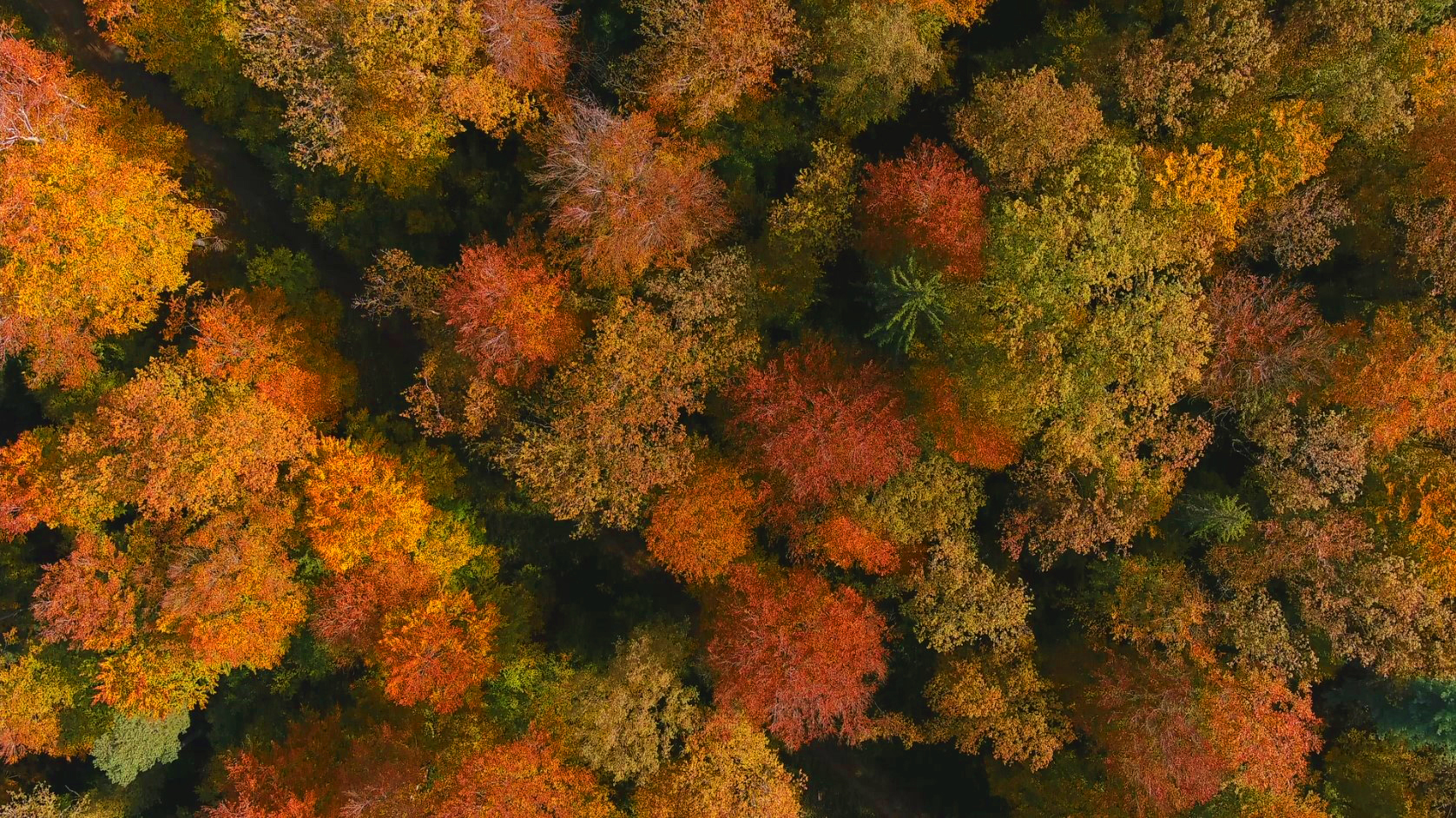 Droneforet