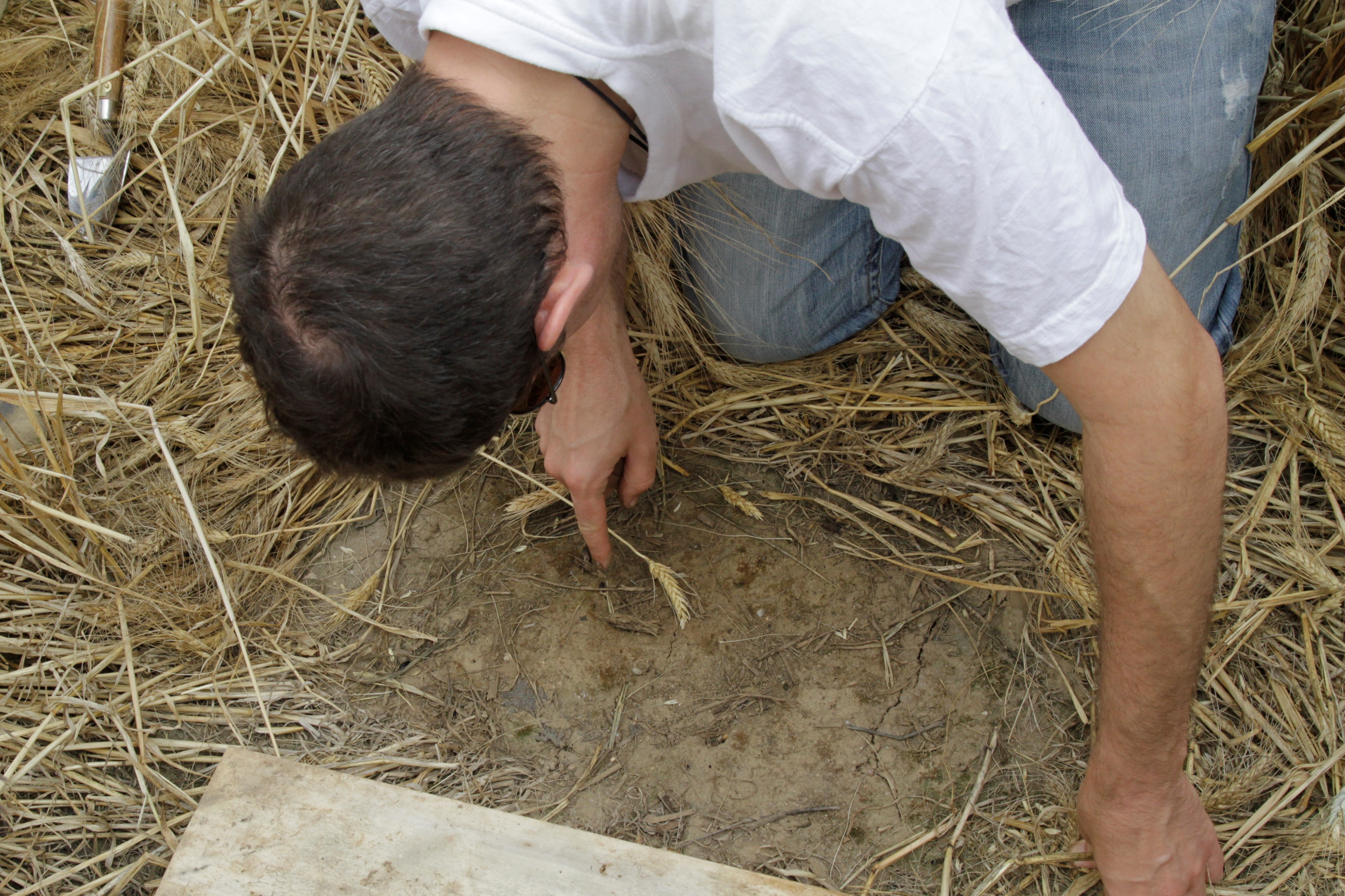 Observation de la biodiversite en agroforesterie sam2bra 1 