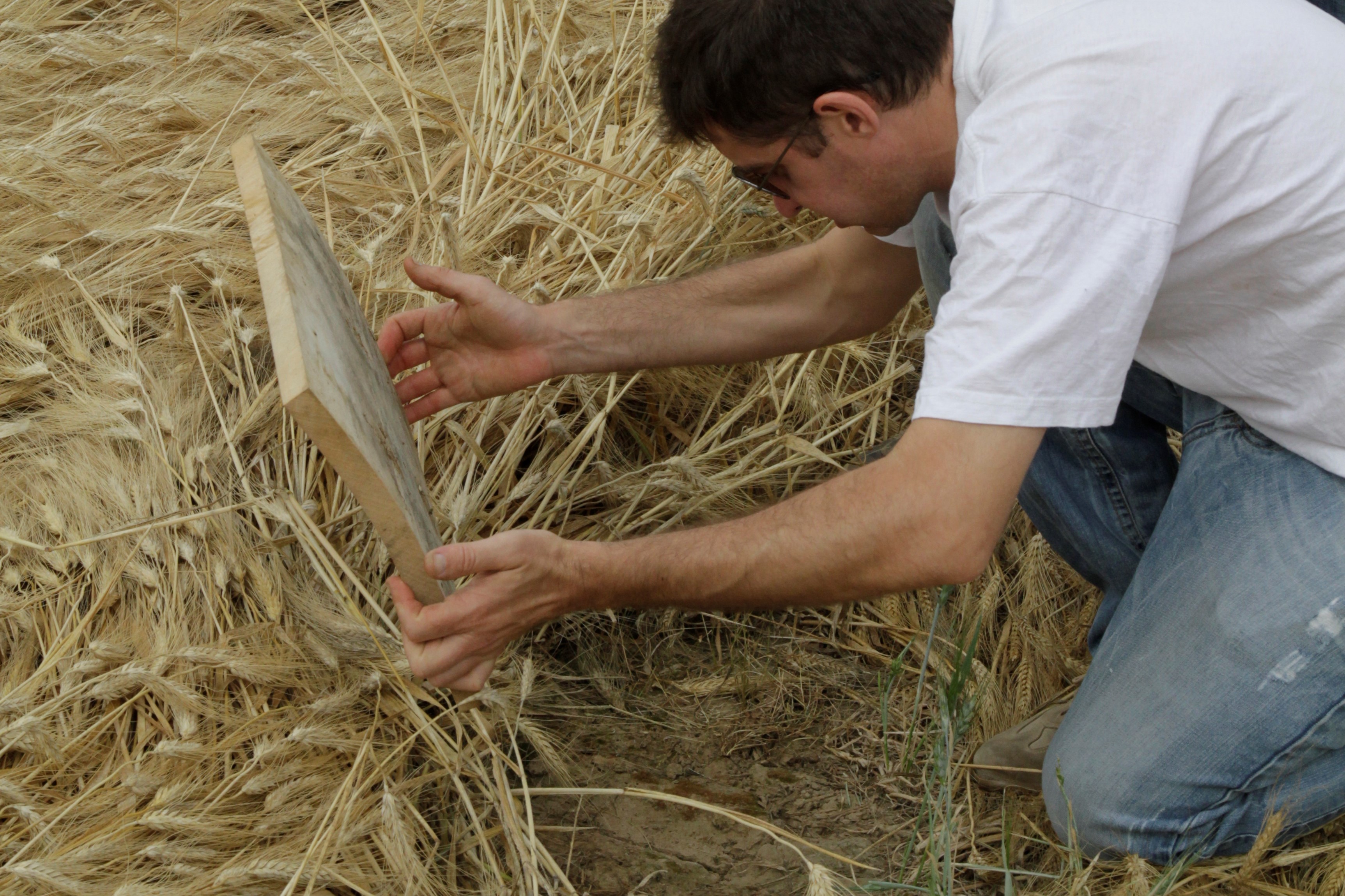 Observation de la biodiversite en agroforesterie sam2bra 3 