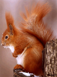 Gif-ecureuil