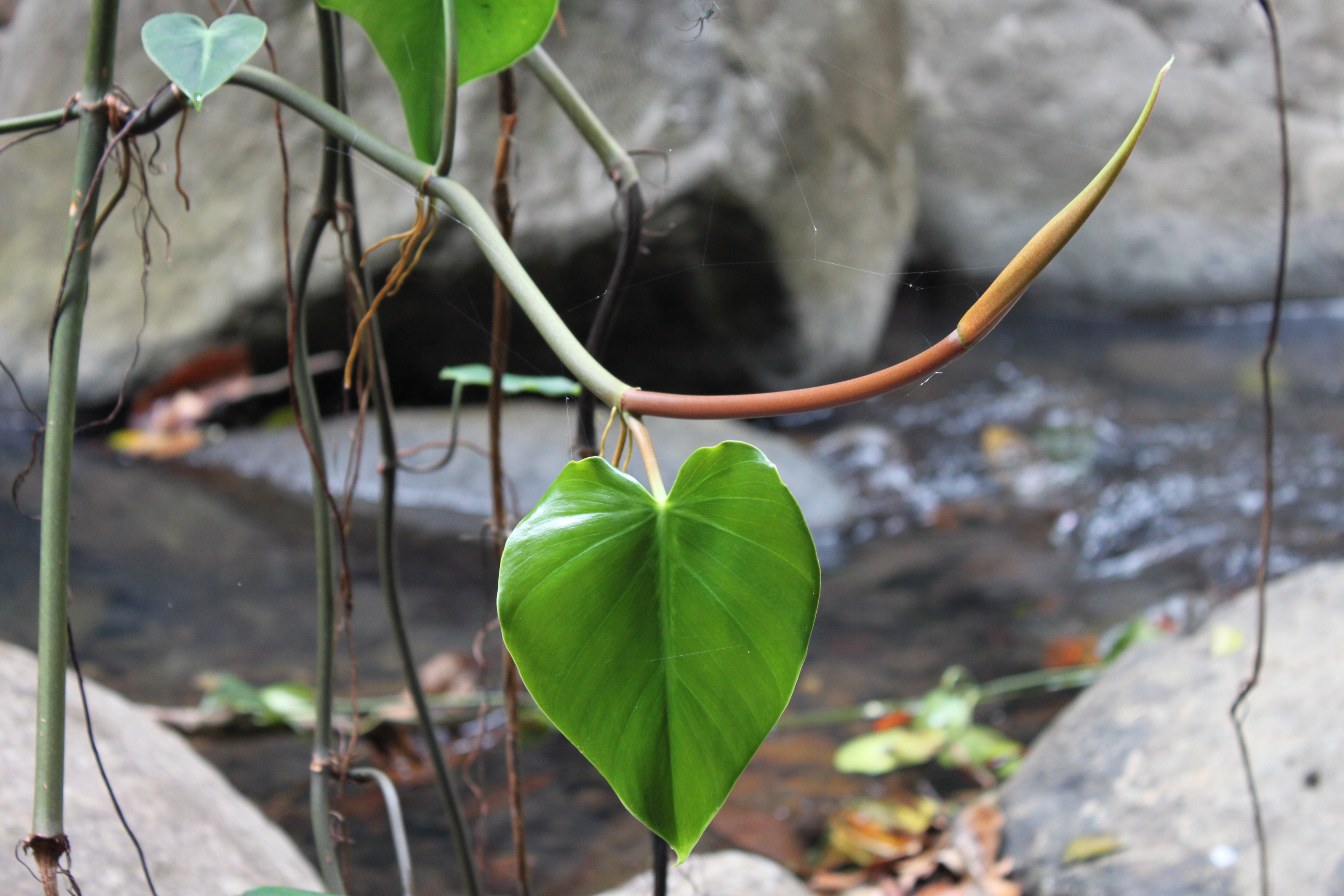 naturopathie grenoble 