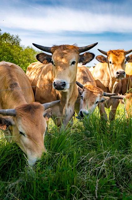 Vaches maraichines, élévage bio en Vendée.