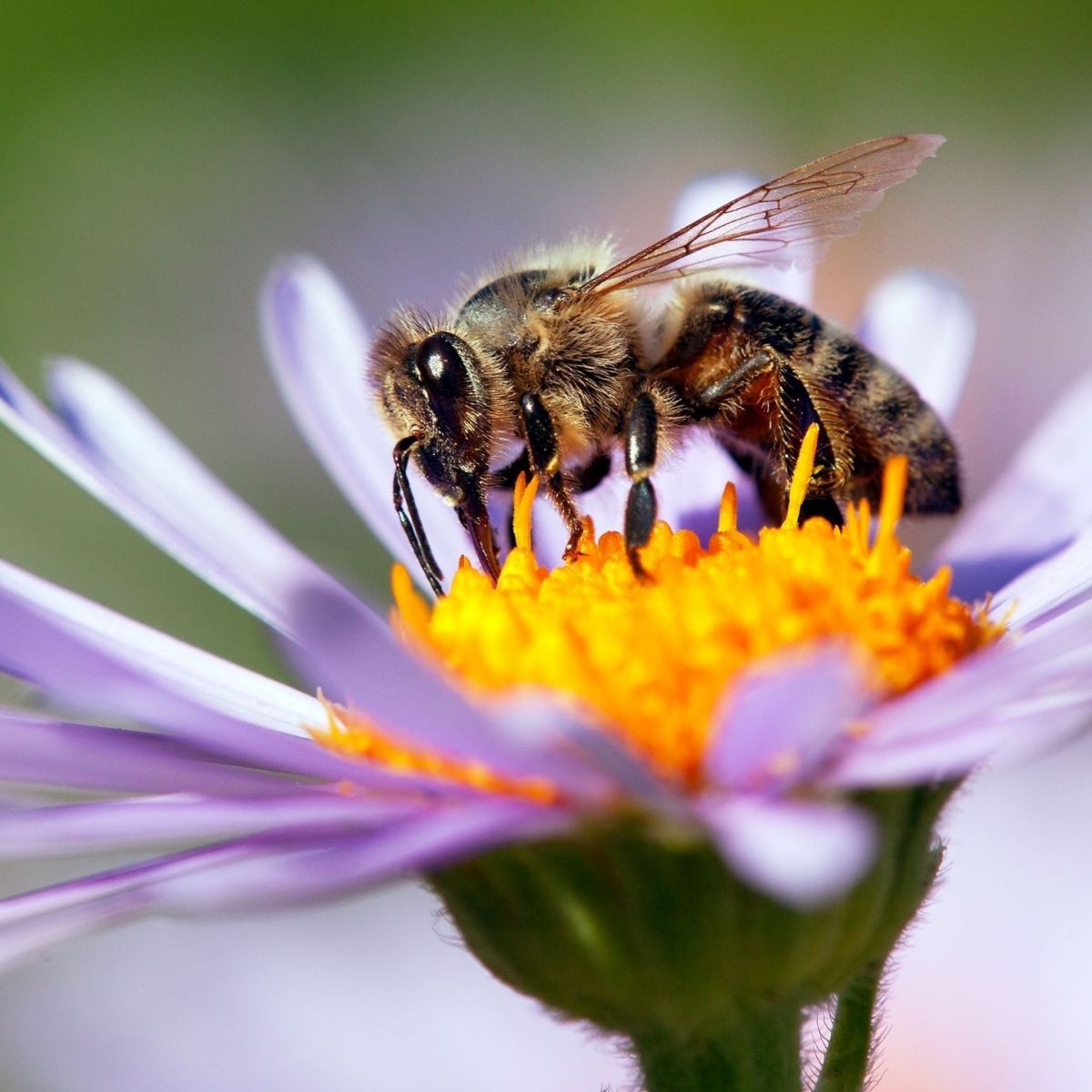 La-semaine-de-l-abeille-1621579655 n