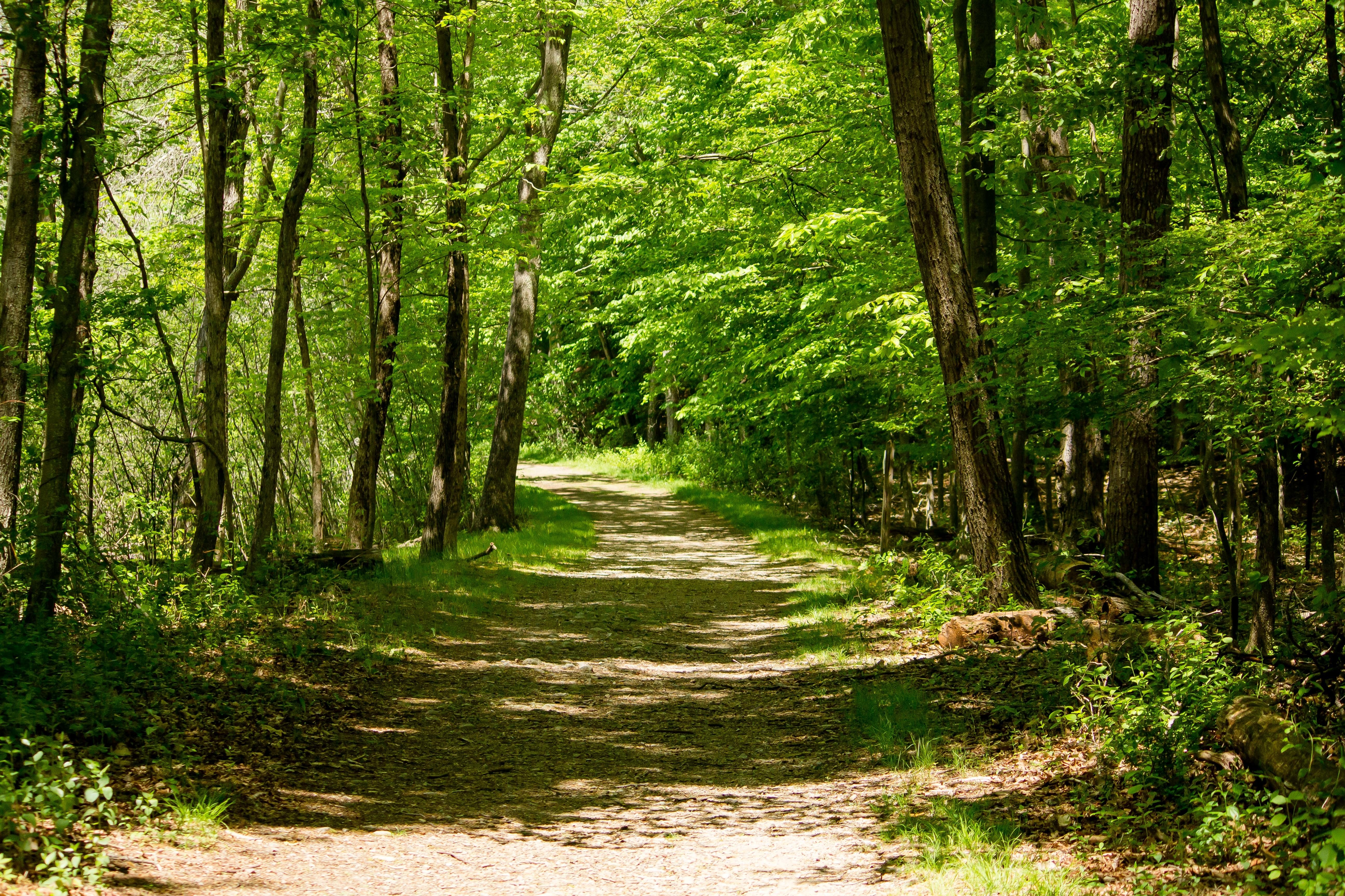 Dirt-road-in-the-middle-of-forest-trees-on-sunny-day