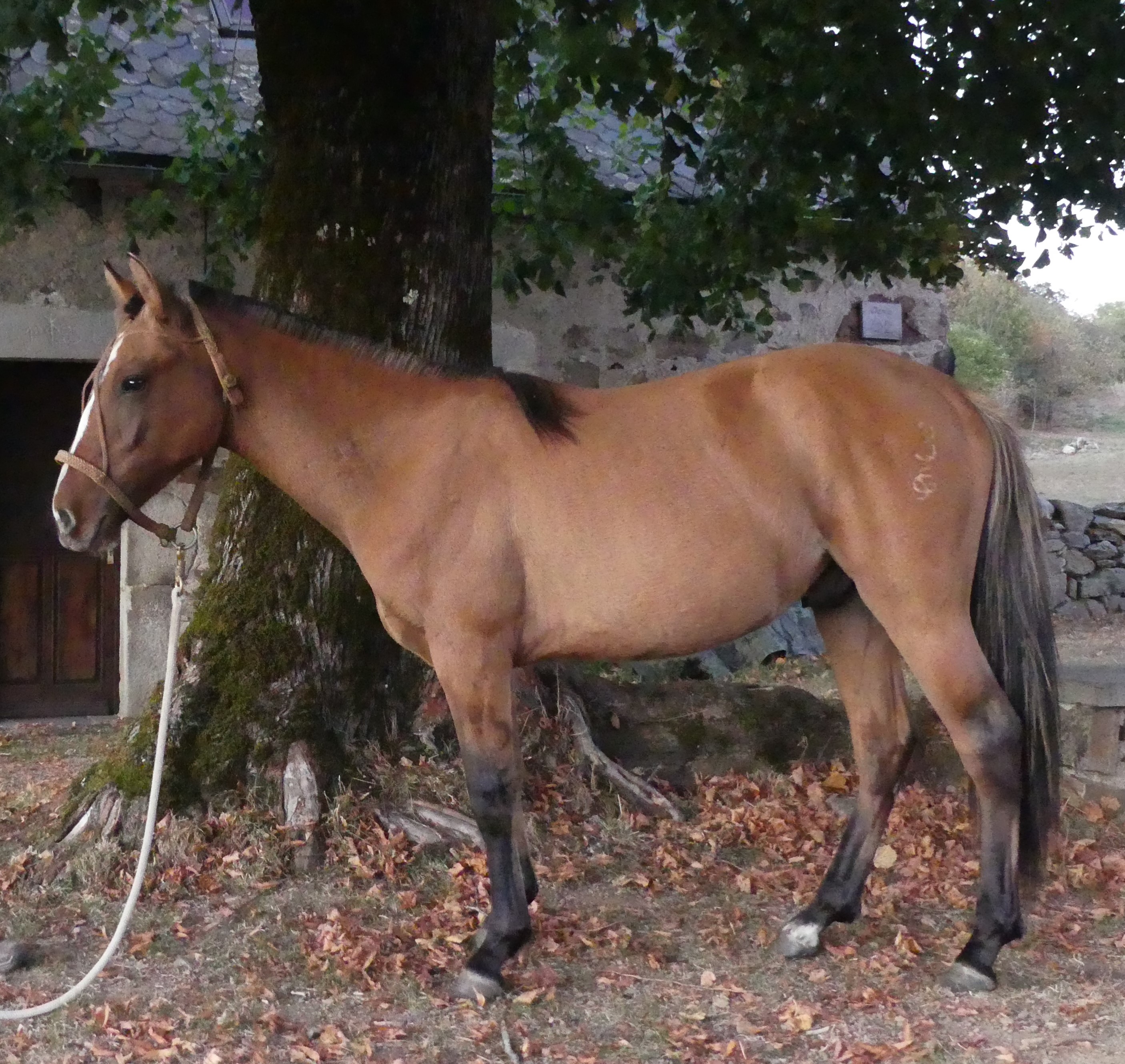 Huachoprofil