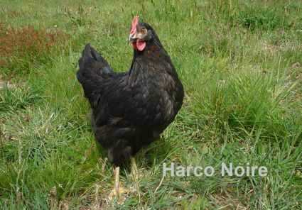 Poule-Noire