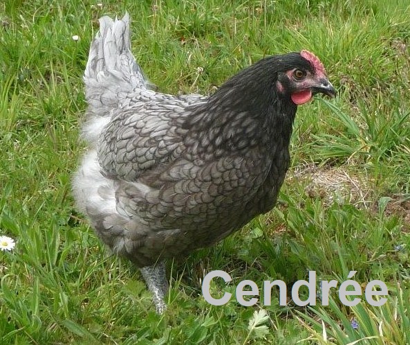 Pondeuse-Cendree