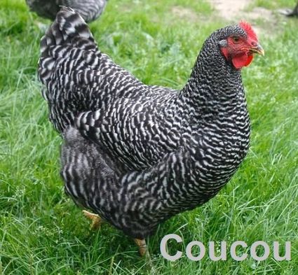 Poule-Coucou