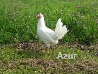 Poule-Leghorn