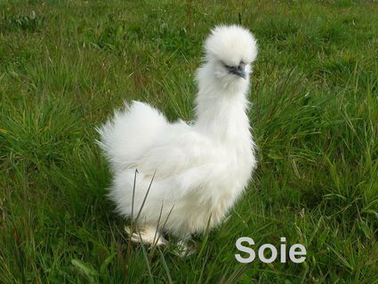 Poule-Negre-Soie-Blanche