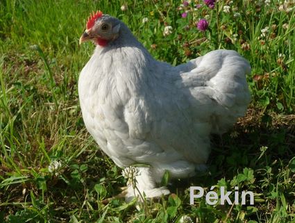 Poule-Pekin