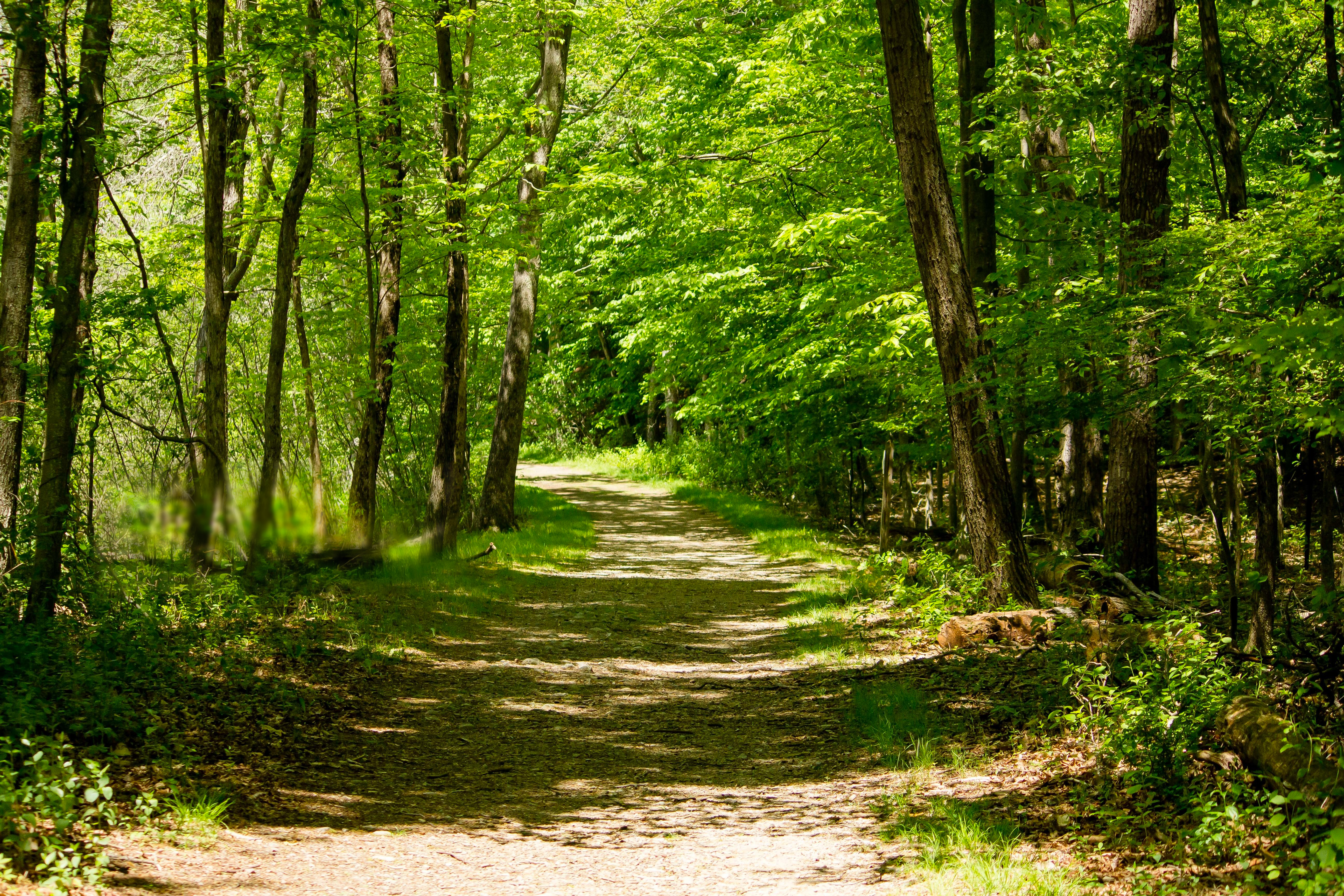 Dirt-road-in-the-middle-of-forest-trees-on-sunny-flou